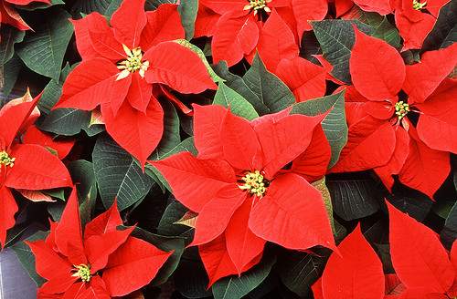 Providing the Gift of Water for Poinsettias and Other Ornamental Crops ...