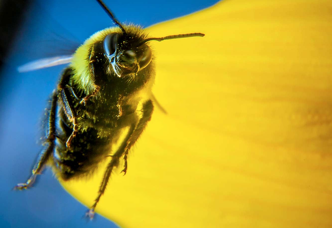 Pollinators | USDA