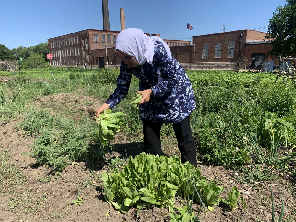 Zhour Naim, a Moroccan immigrant, holds fava beans in her left hand while she picks lettuce for her family on Tuesday at SEED St. Louis' international farm in the Botanical Heights neighborhood